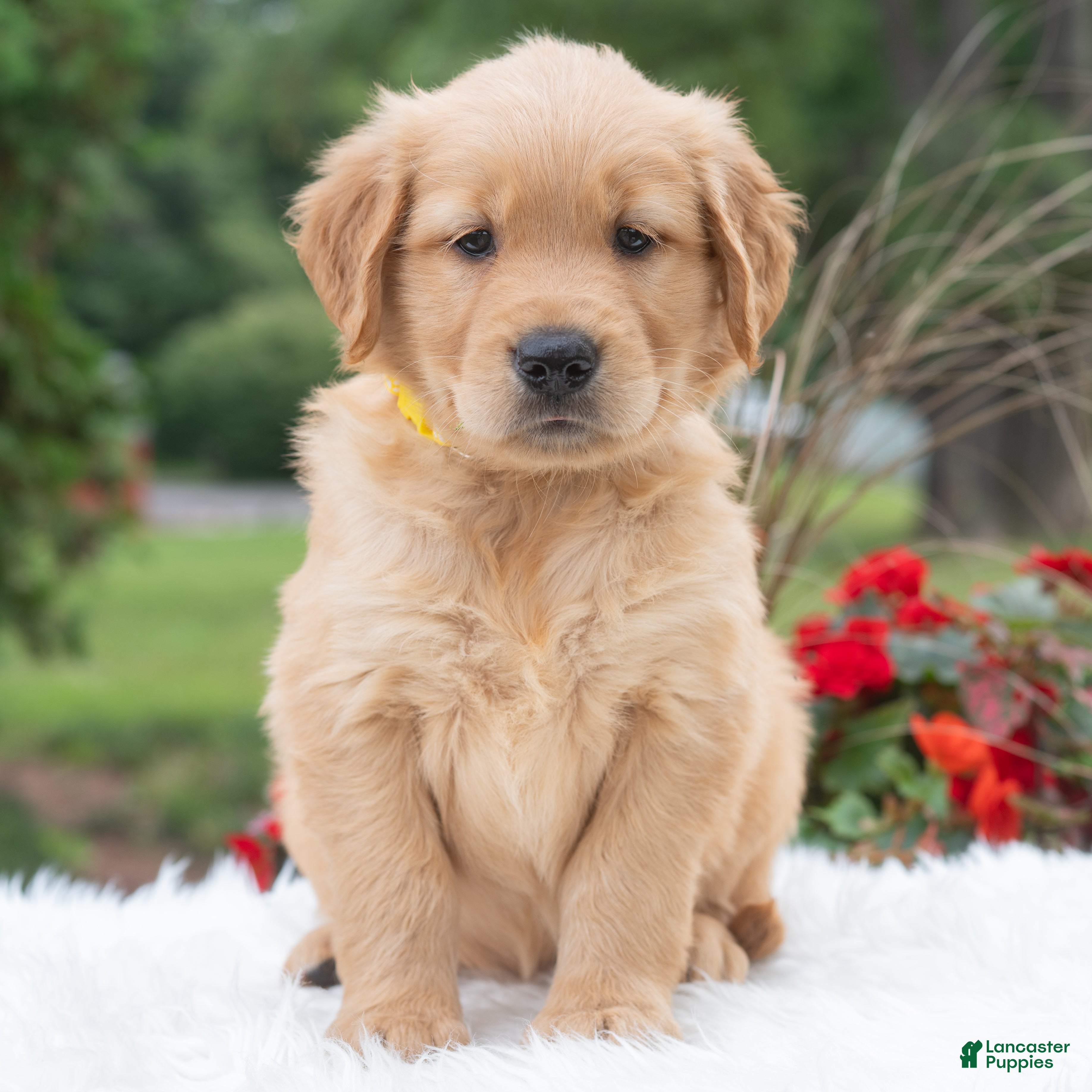 Golden Retriever dogs Hayley  - Ad 1