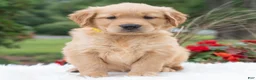 Golden Retriever dogs for sale: Hayley  - Ad 1