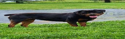 Rottweiler dogs for sale: Ninja - Ad 6