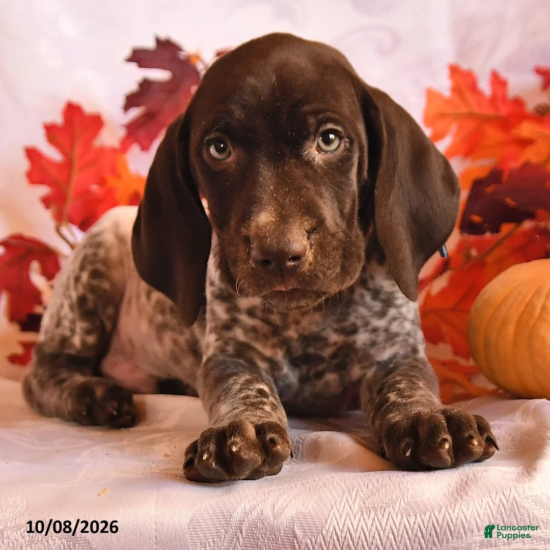 German Shorthaired Pointer dogs for sale: Chip - Ad 2