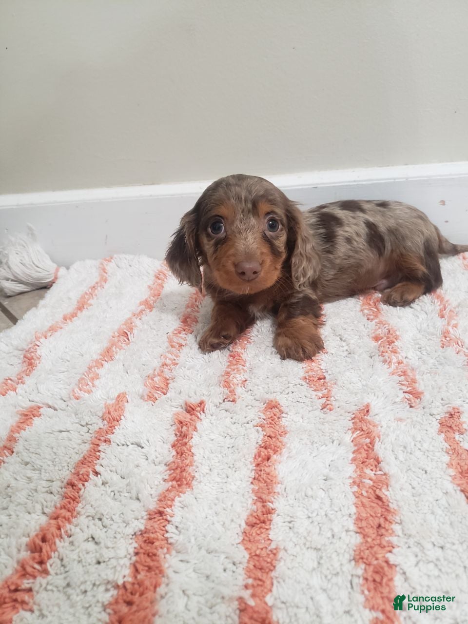 Miniature Dachshund dogs Denver - Ad 2