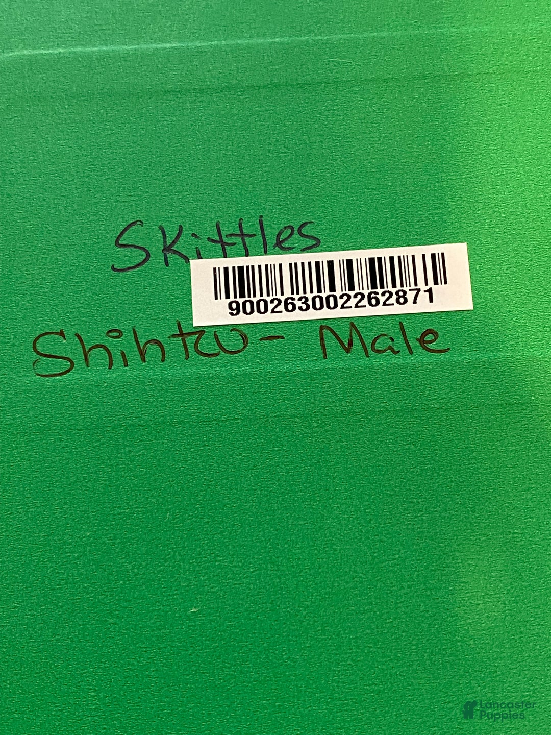 Shih Tzu dogs for sale: Skittles  - Ad 11