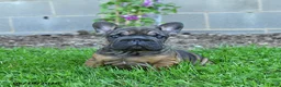 French Bulldog dogs for sale: Cocoa - Ad 3