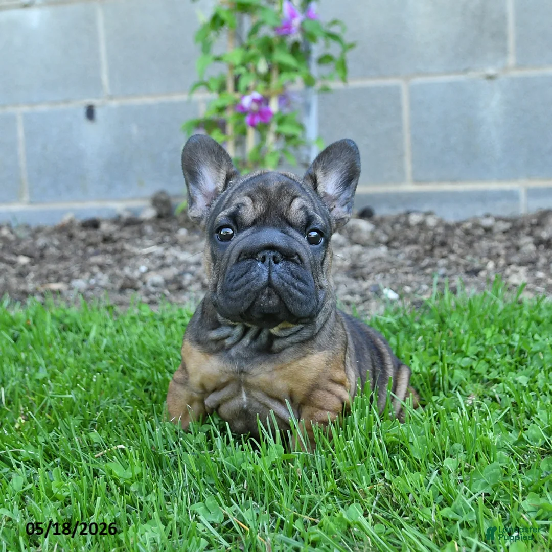 French Bulldog dogs for sale: Cocoa - Ad 3