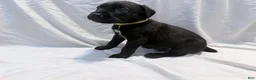 Cane Corso dogs for sale: Crowley AKC yellow/orange collar - Ad 12