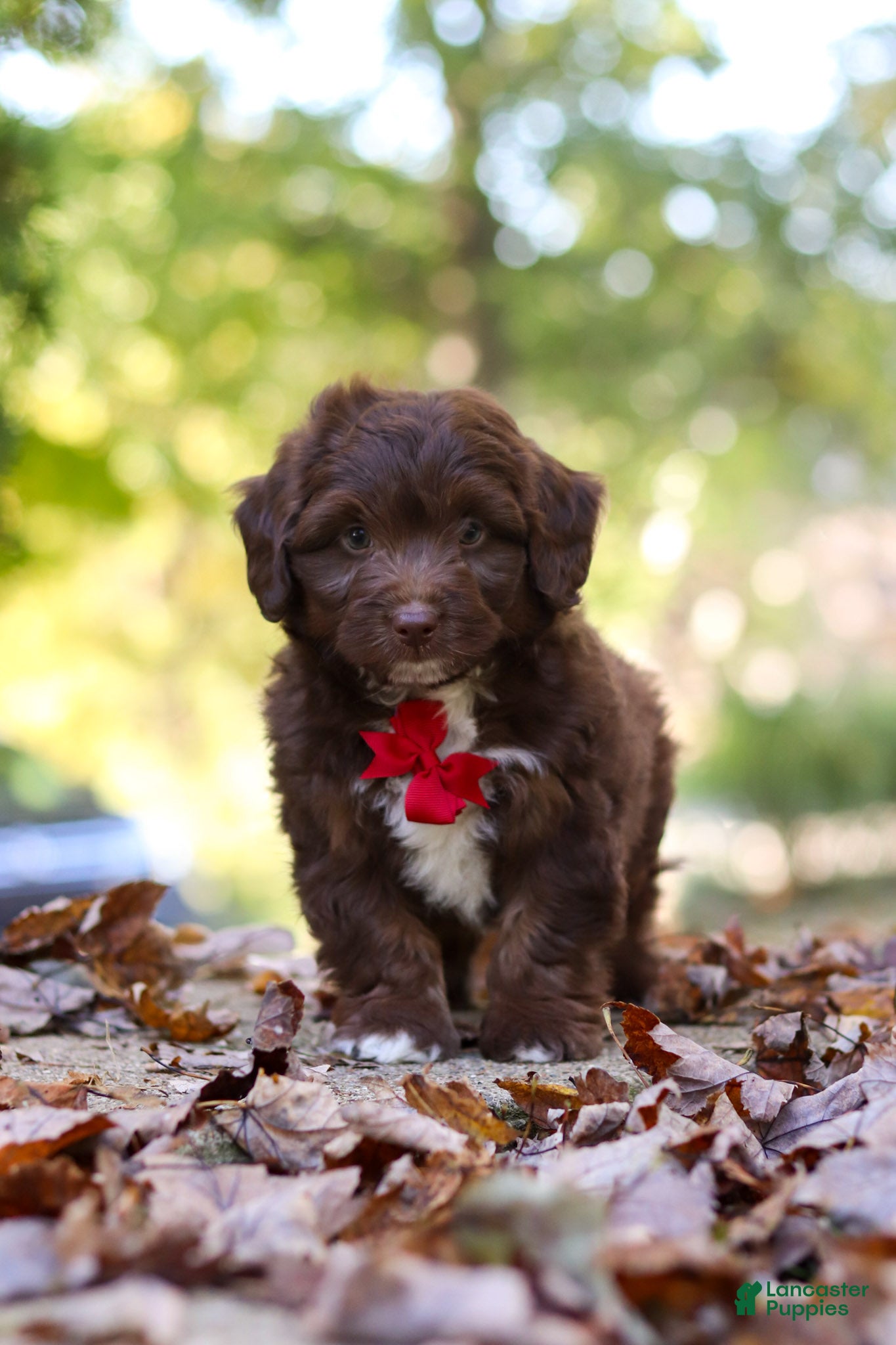 Mini Aussiedoodle dogs Cody - Ad 2