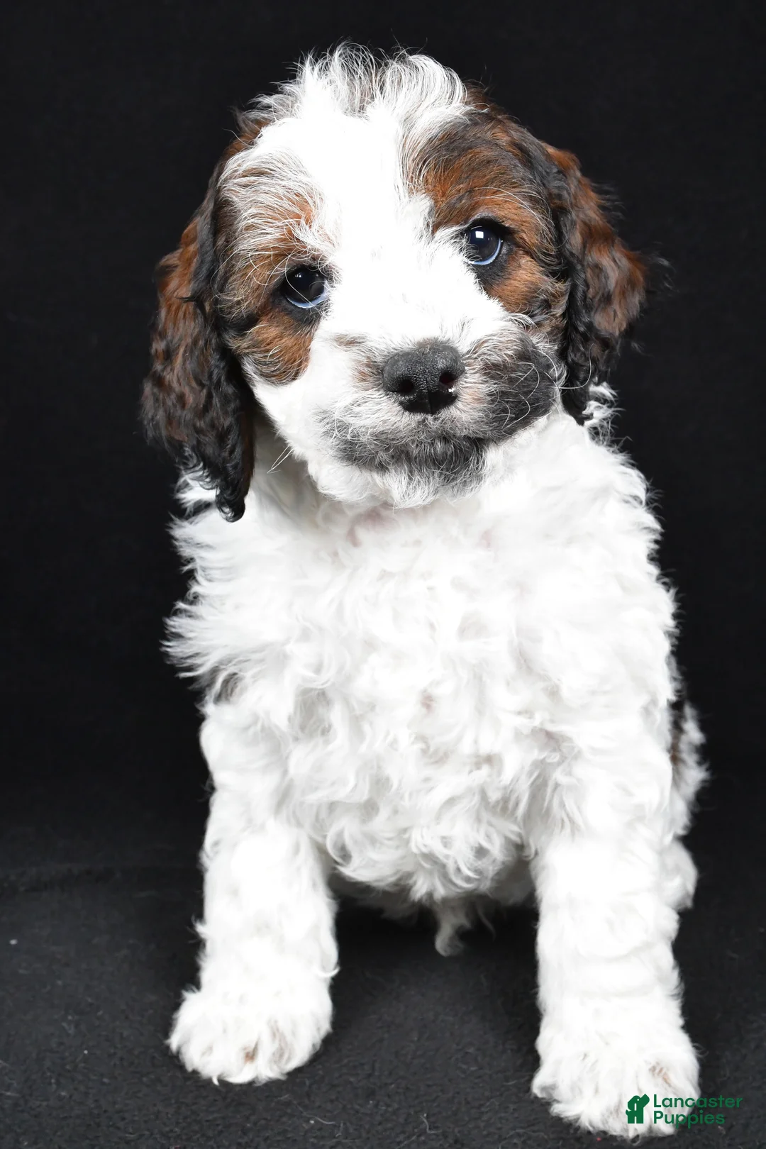 Cockapoo dogs for sale: Denver - Ad 10