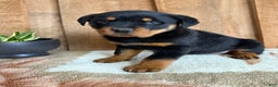 Rottweiler dogs for sale: Logan - Ad 7