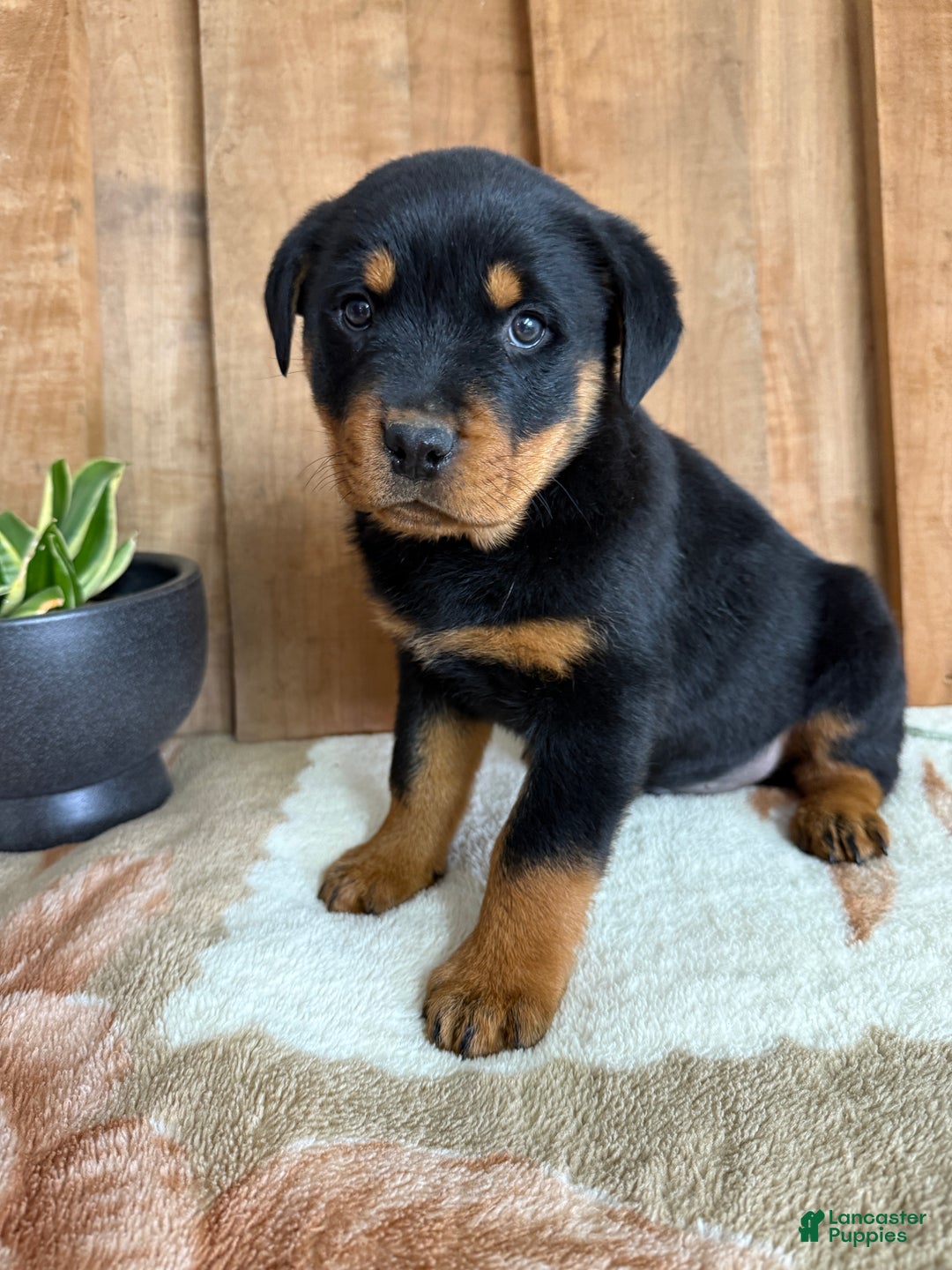 Rottweiler dogs for sale: Logan - Ad 7