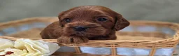 Cockapoo dogs for sale: Prada - Ad 18