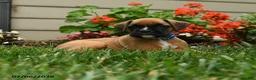 Boxer dogs for sale: Dilly - Ad 4