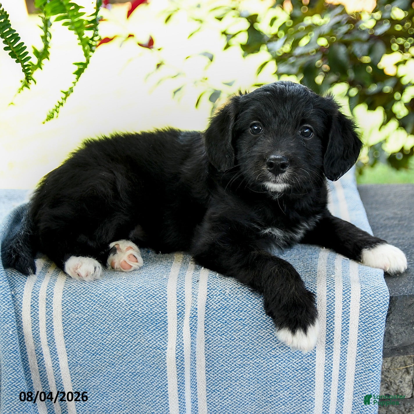 Aussiedoodle dogs Mariah - Ad 2