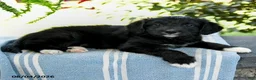 Aussiedoodle dogs for sale: Mariah - Ad 2