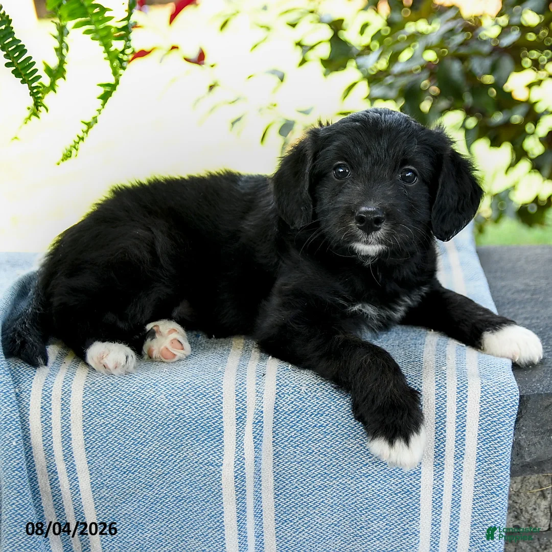 Aussiedoodle dogs for sale: Mariah - Ad 2