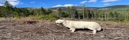 Mixed Breed dogs for sale: Zero - Ad 2