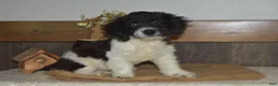 Cavapoo dogs for sale: Karson - Ad 3