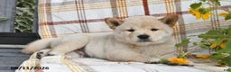Shiba Inu dogs for sale: Adam - Ad 2