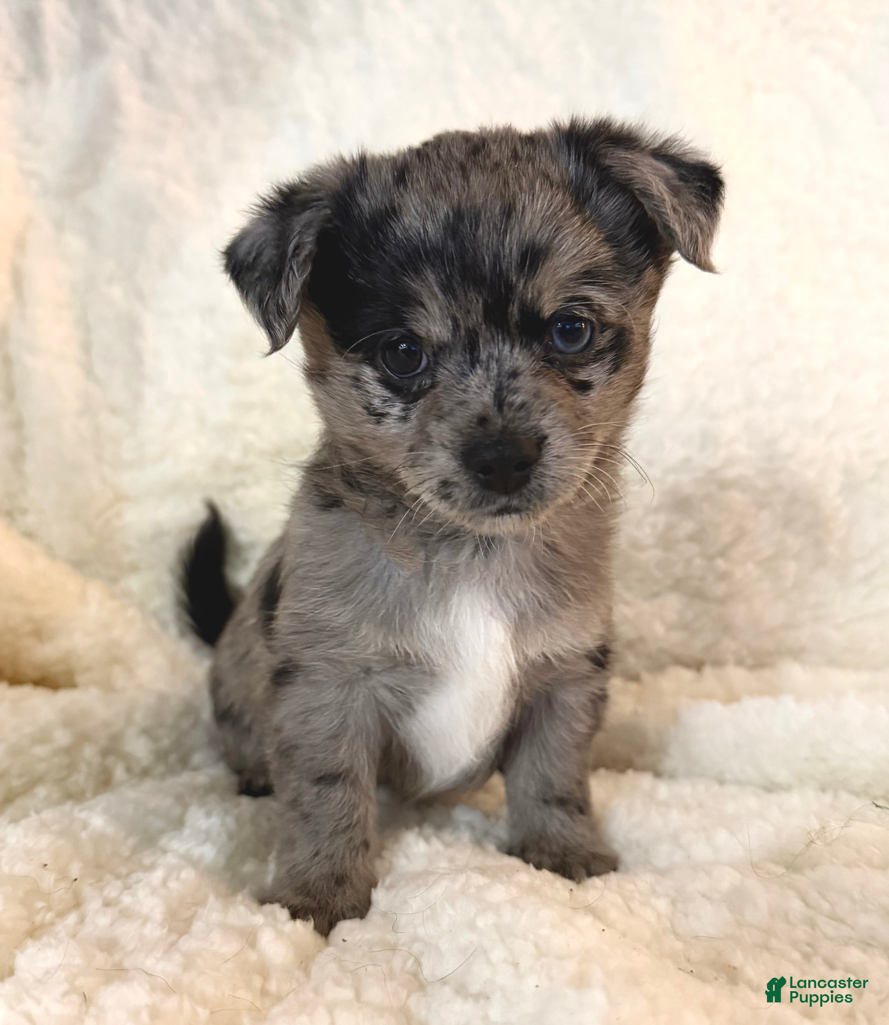 Mixed Breed dogs Zara - Ad 17
