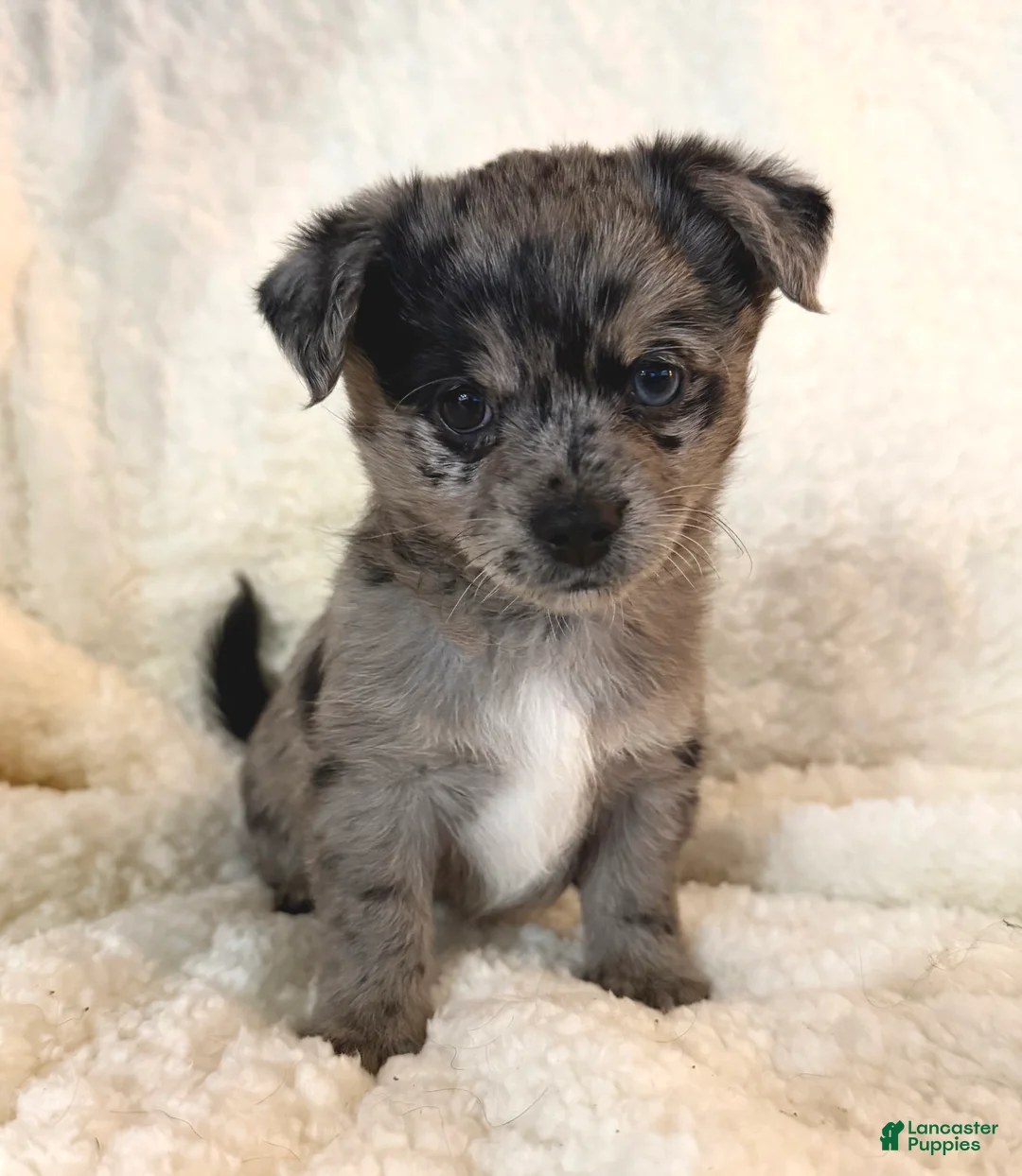 Mixed Breed dogs for sale: Zara - Ad 1