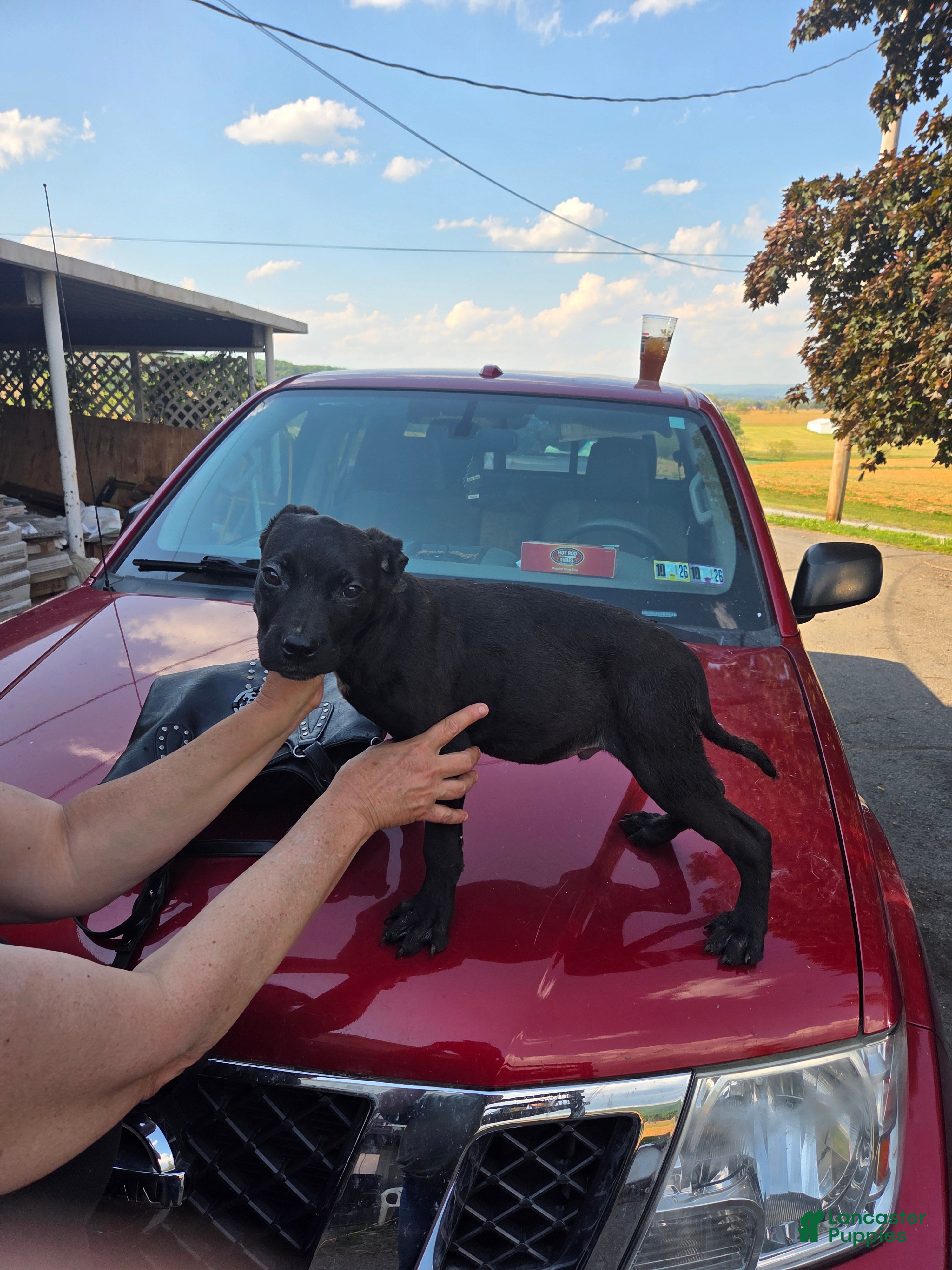 Mixed Breed dogs Mixed Breed Puppy 6 - Ad 33