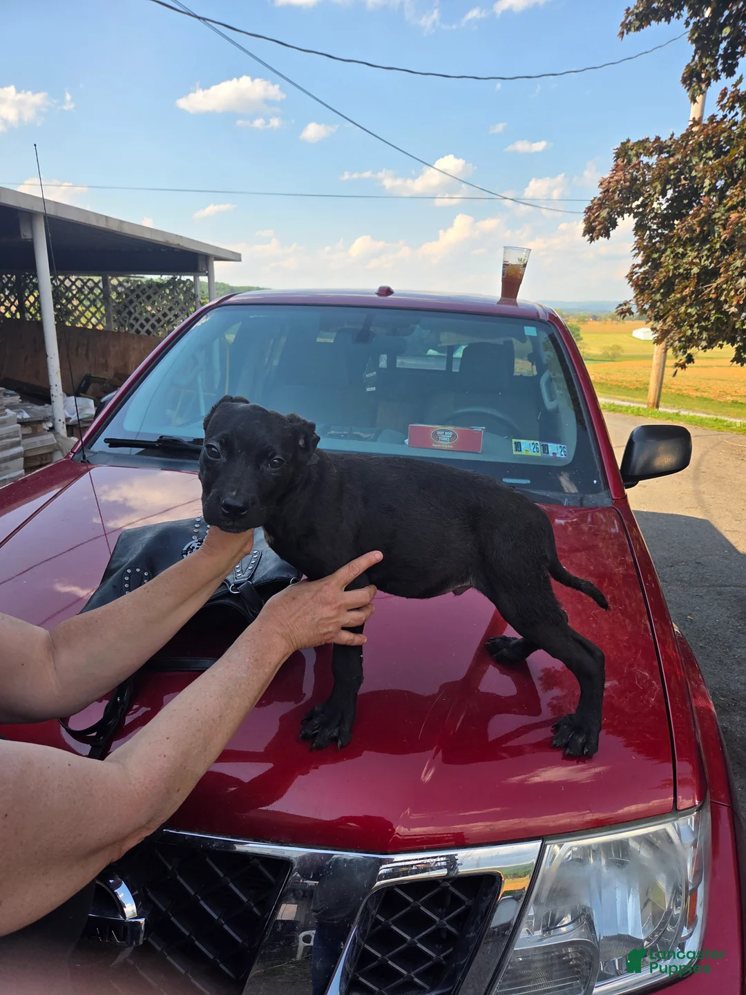 Mixed Breed dogs for sale: Mixed Breed Puppy 6 - Ad 1