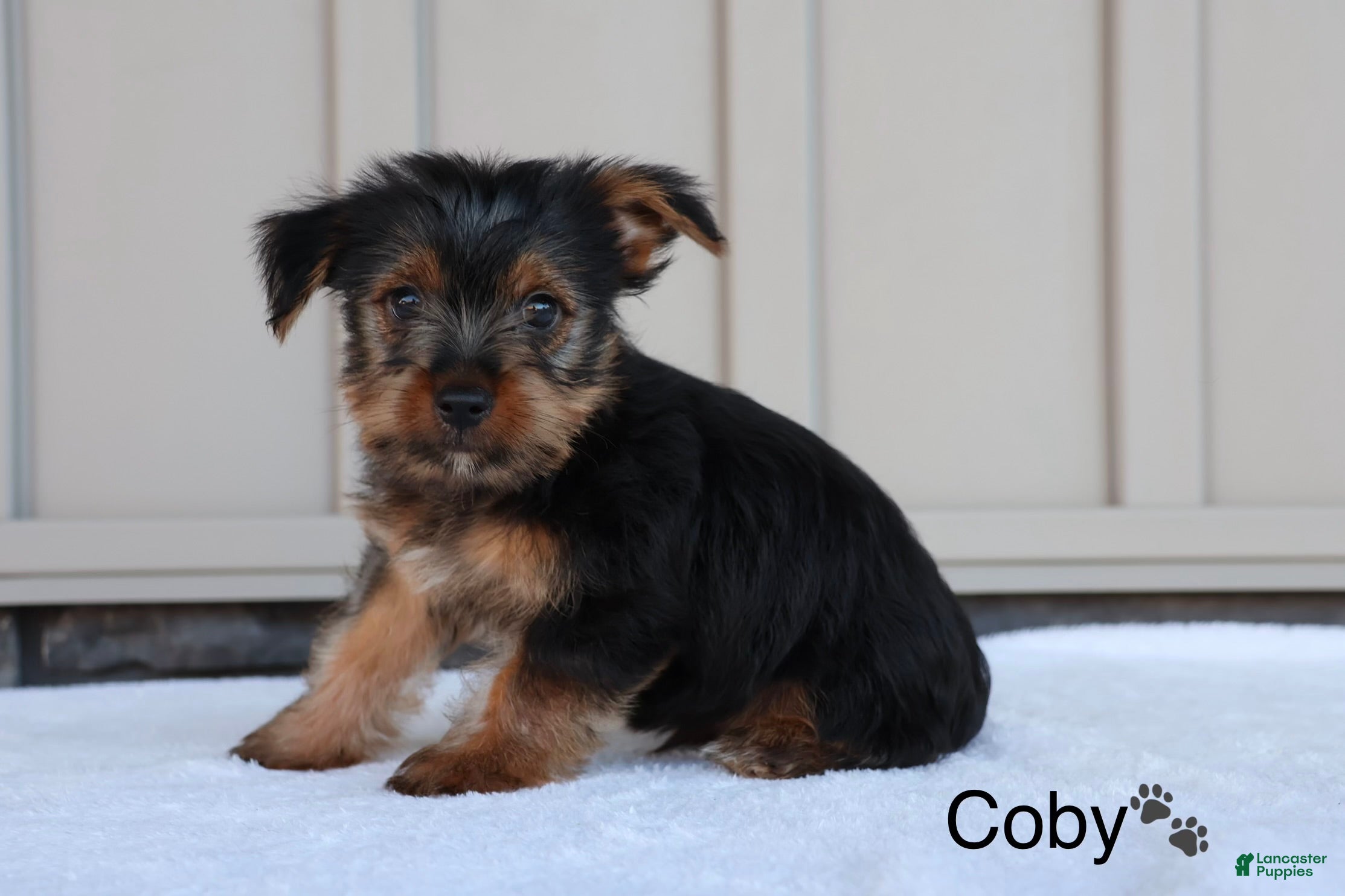Yorkshire Terrier dogs Coby - Ad 2