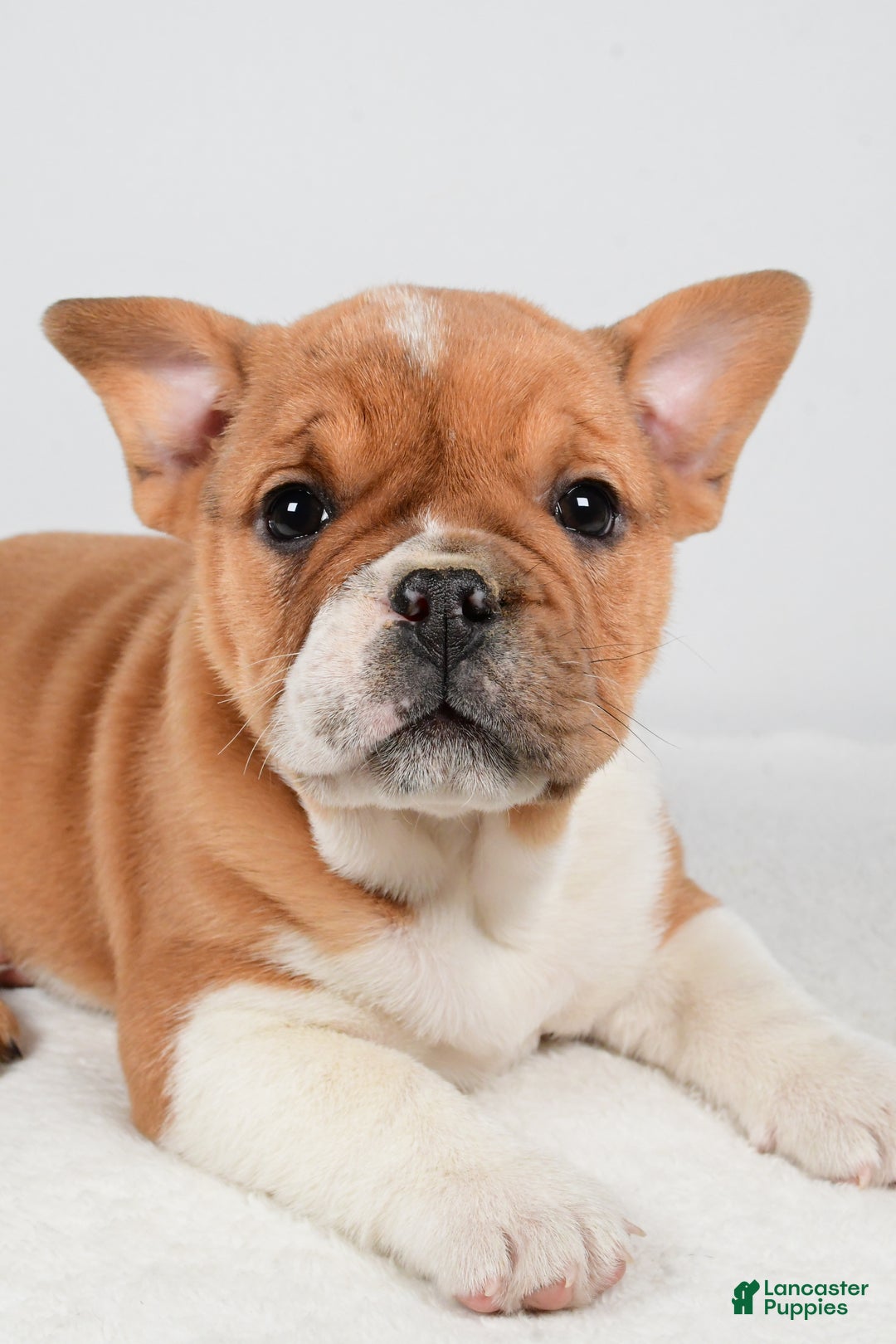 Beabull dogs for sale: Taffy - Ad 11