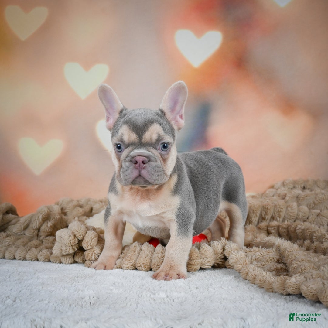 French Bulldog dogs for sale: Louie - Ad 3