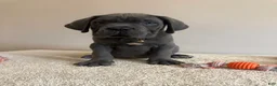 Cane Corso dogs for sale: Hulk  - Ad 4