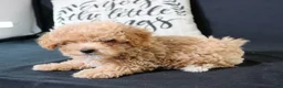 Maltipoo dogs for sale: Max - Ad 15