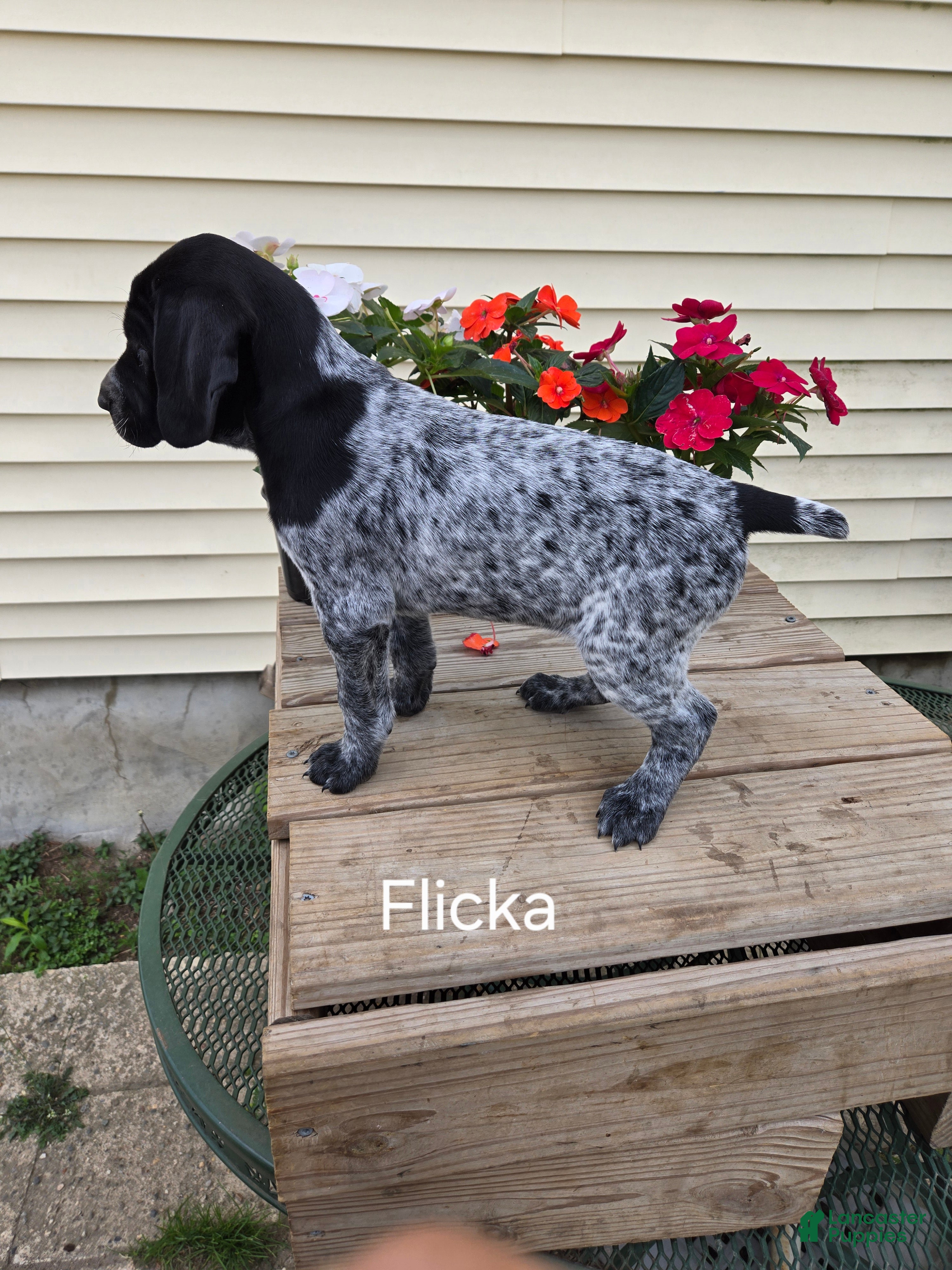 German Shorthaired Pointer dogs Flicka  - Ad 2
