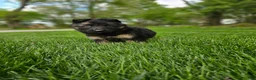 German Shepherd dogs for sale: Bruno - Ad 6