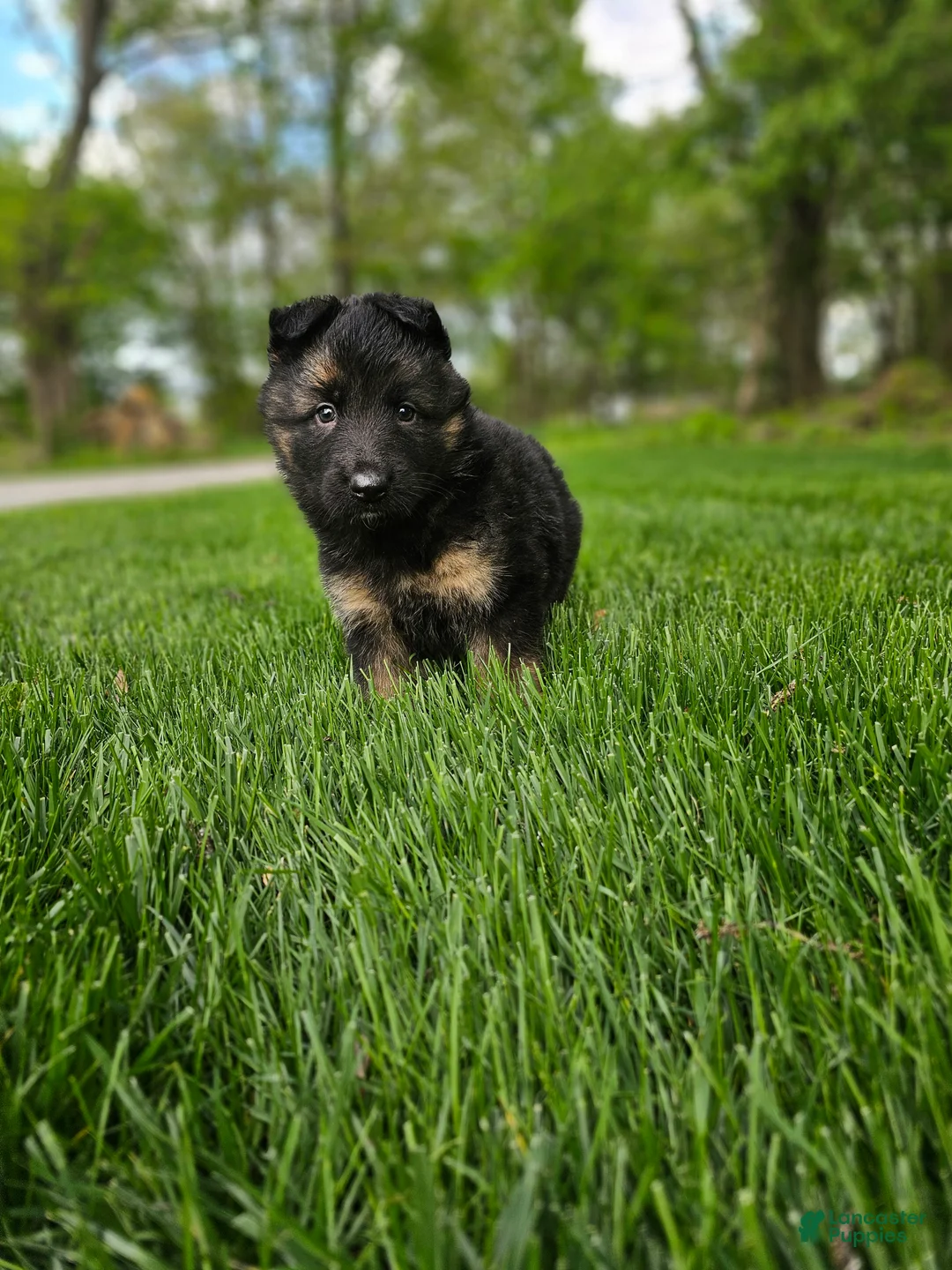 German Shepherd dogs for sale: Bruno - Ad 6