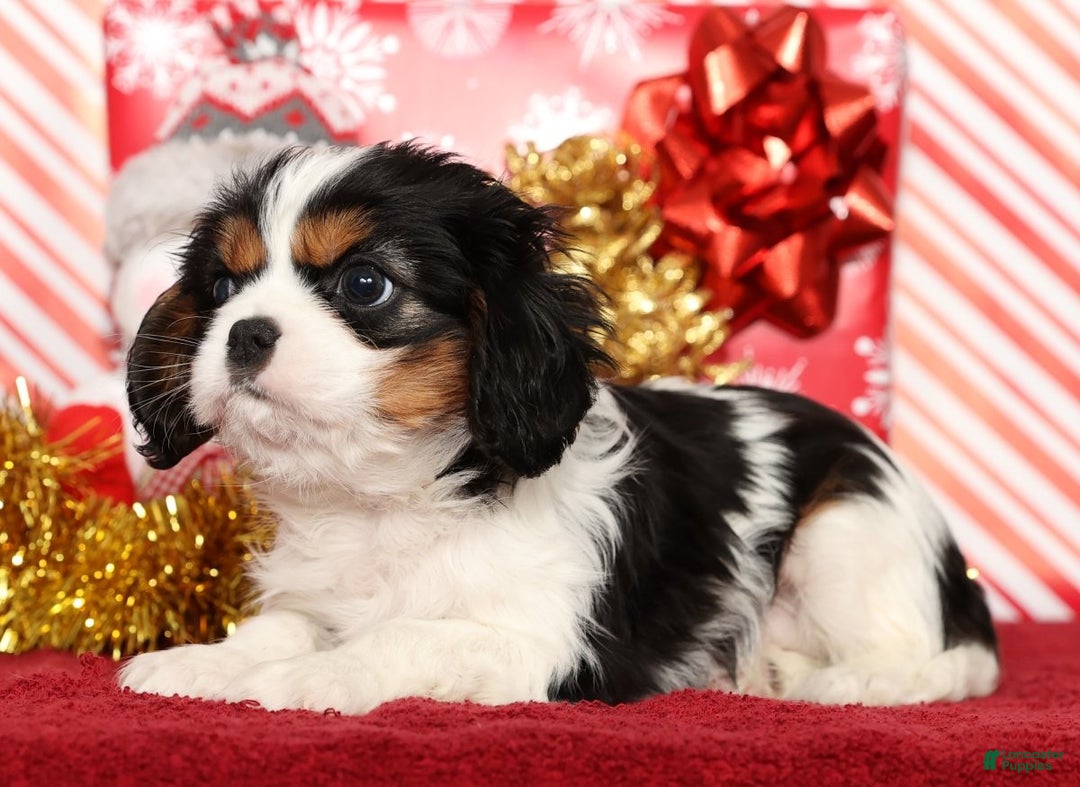 Cavalier King Charles Spaniel dogs for sale: Bo - Ad 3