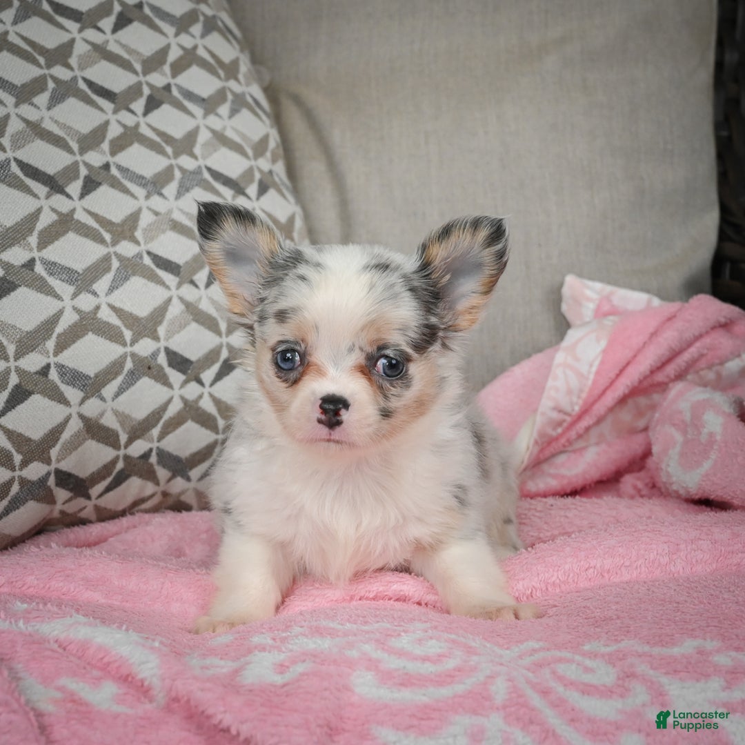 Chihuahua dogs for sale: Romeo - Ad 3