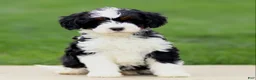 Bernedoodle dogs for sale: Ella - Ad 2