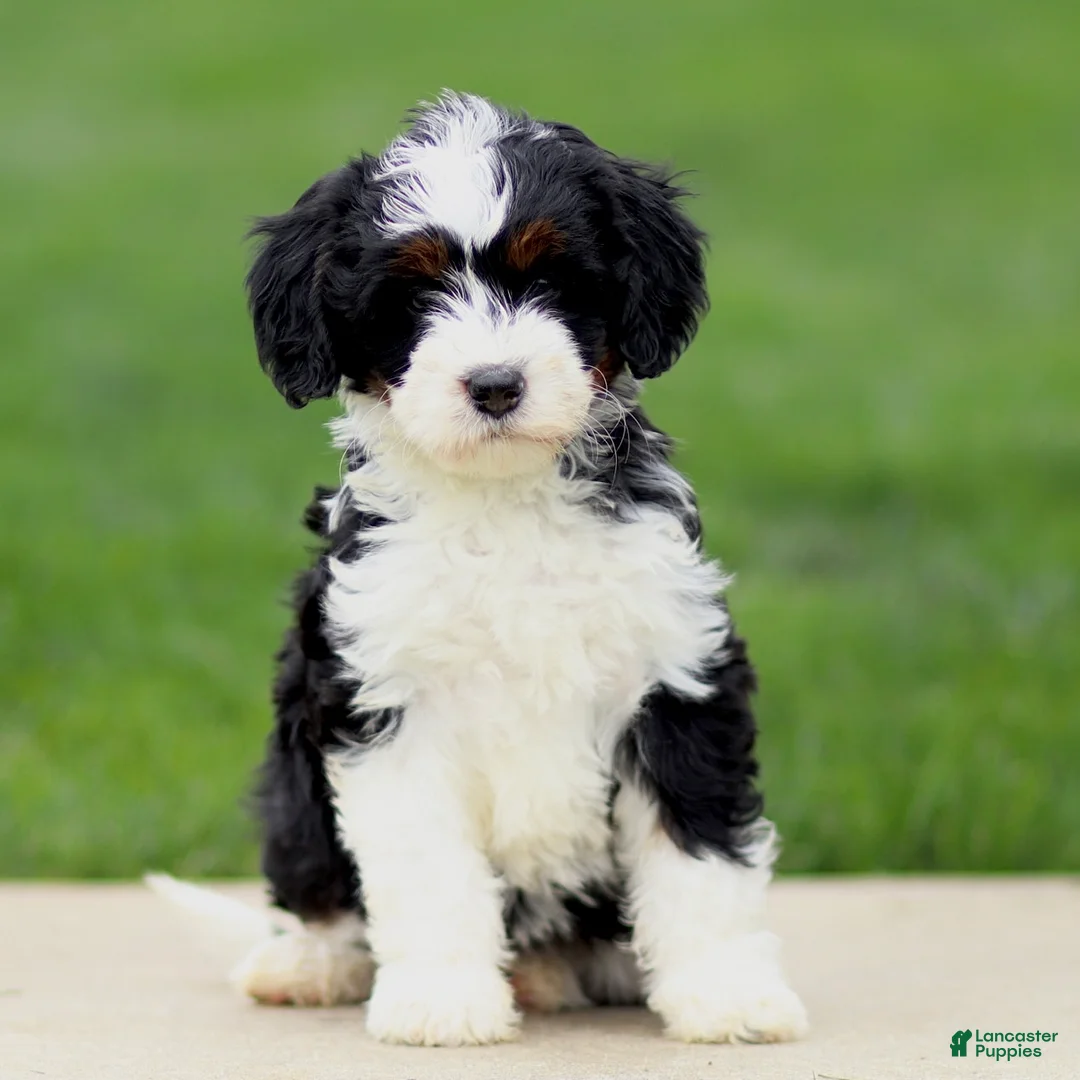 Bernedoodle dogs for sale: Ella - Ad 2