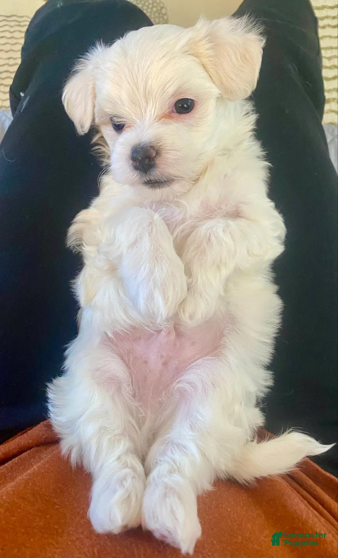 Maltese dogs for sale: Maltese Puppy 3 - Ad 1