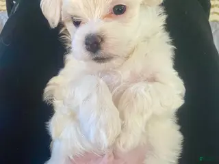 Maltese dogs Maltese Puppy 3 - Ad 15