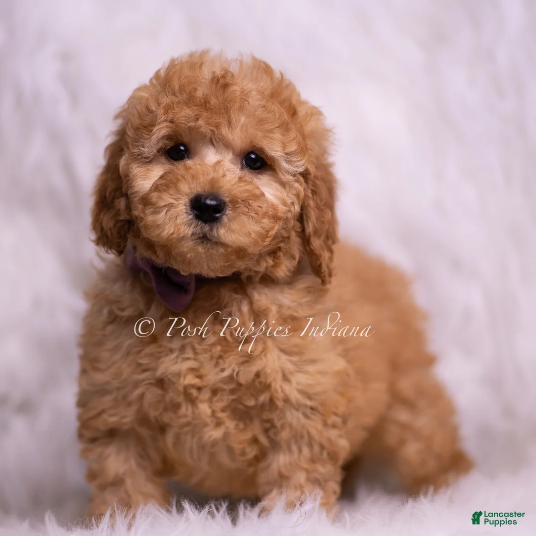 Mini Goldendoodle dogs for sale: Ziggy - Ad 5