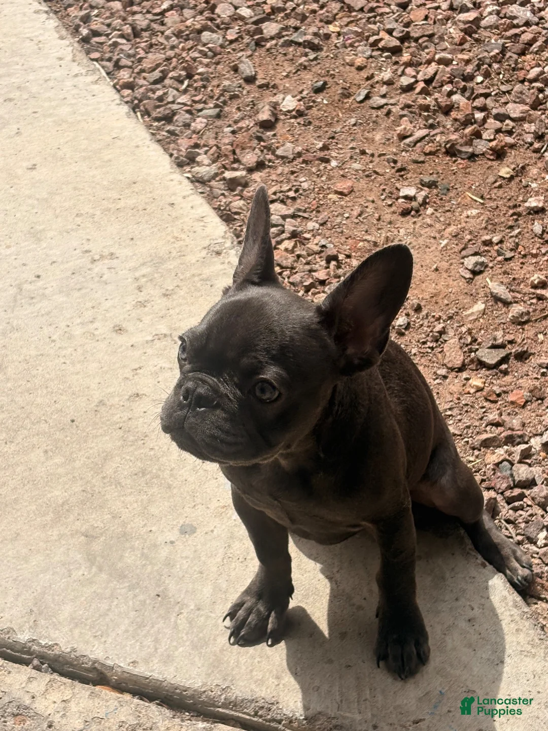French Bulldog dogs for sale: French Bulldog 1 - Ad 6