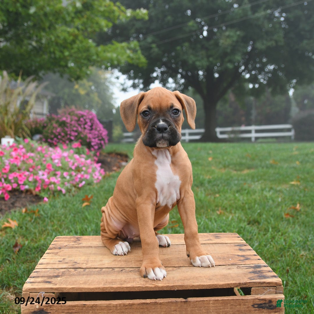 Blossom for sale in West Earl Township Lancaster Puppies