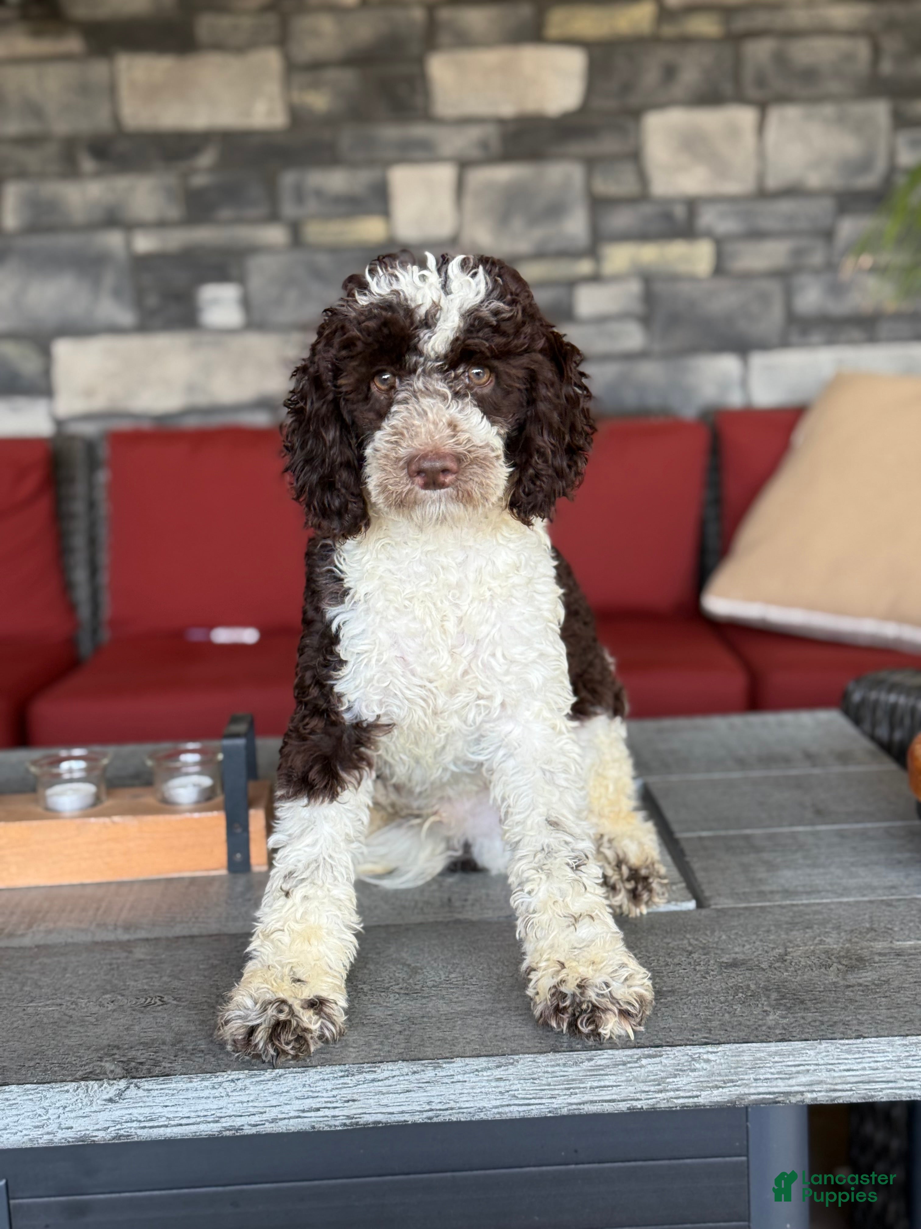 Miniature Poodle dogs Choccy boy - Ad 40