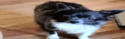 Chihuahua dogs for sale: Kellum - Ad 2