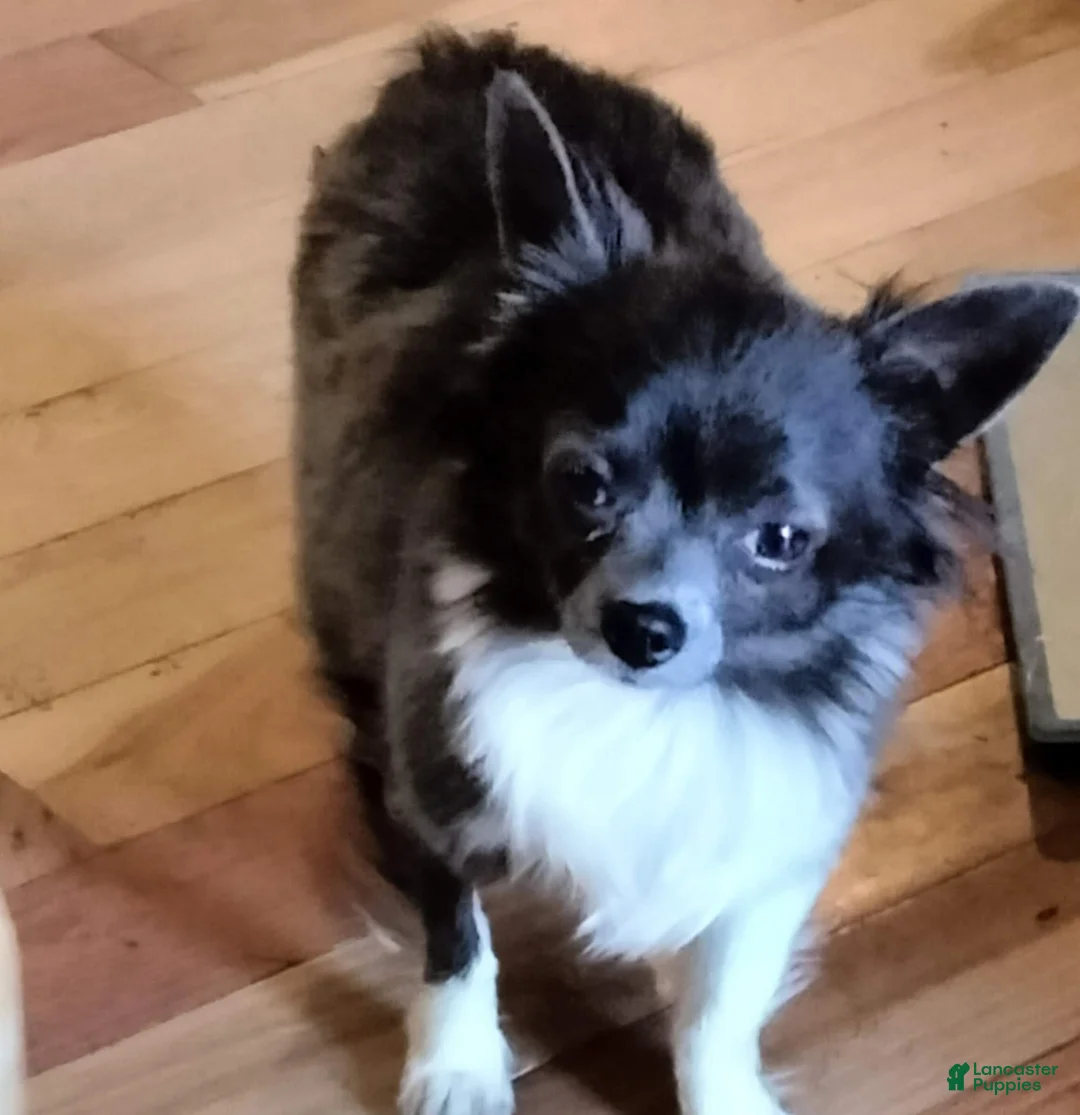 Chihuahua dogs for sale: Kellum - Ad 2