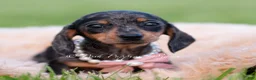 Miniature Dachshund dogs for sale: Sadie AKC - Ad 4