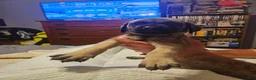 English Mastiff dogs for sale: English Mastiff 6 - Ad 2