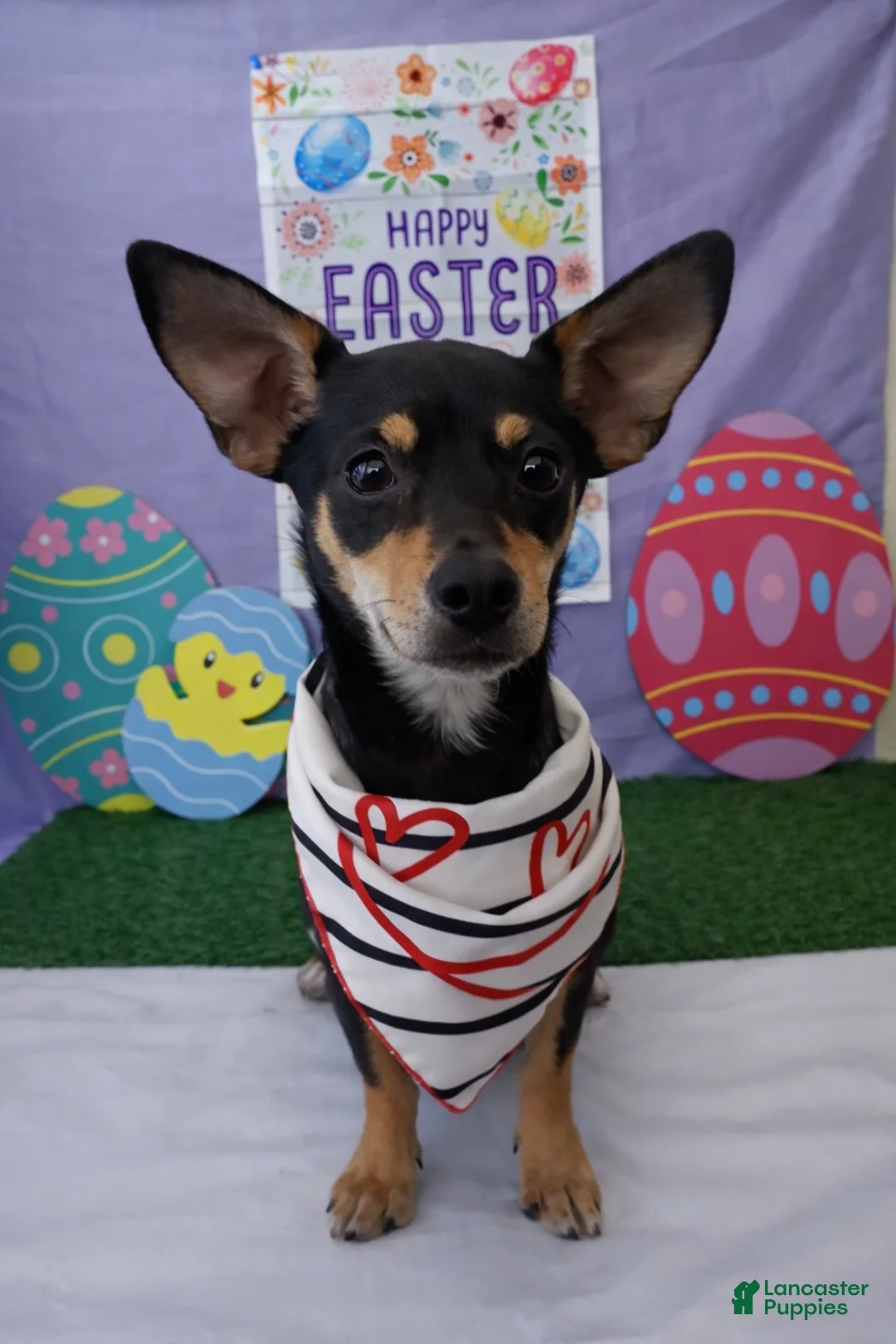 Chiweenie dogs for sale: Chiweenie Puppy 1 - Ad 1