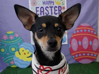 Chiweenie dogs for sale: Chiweenie Puppy 1 - Ad 2