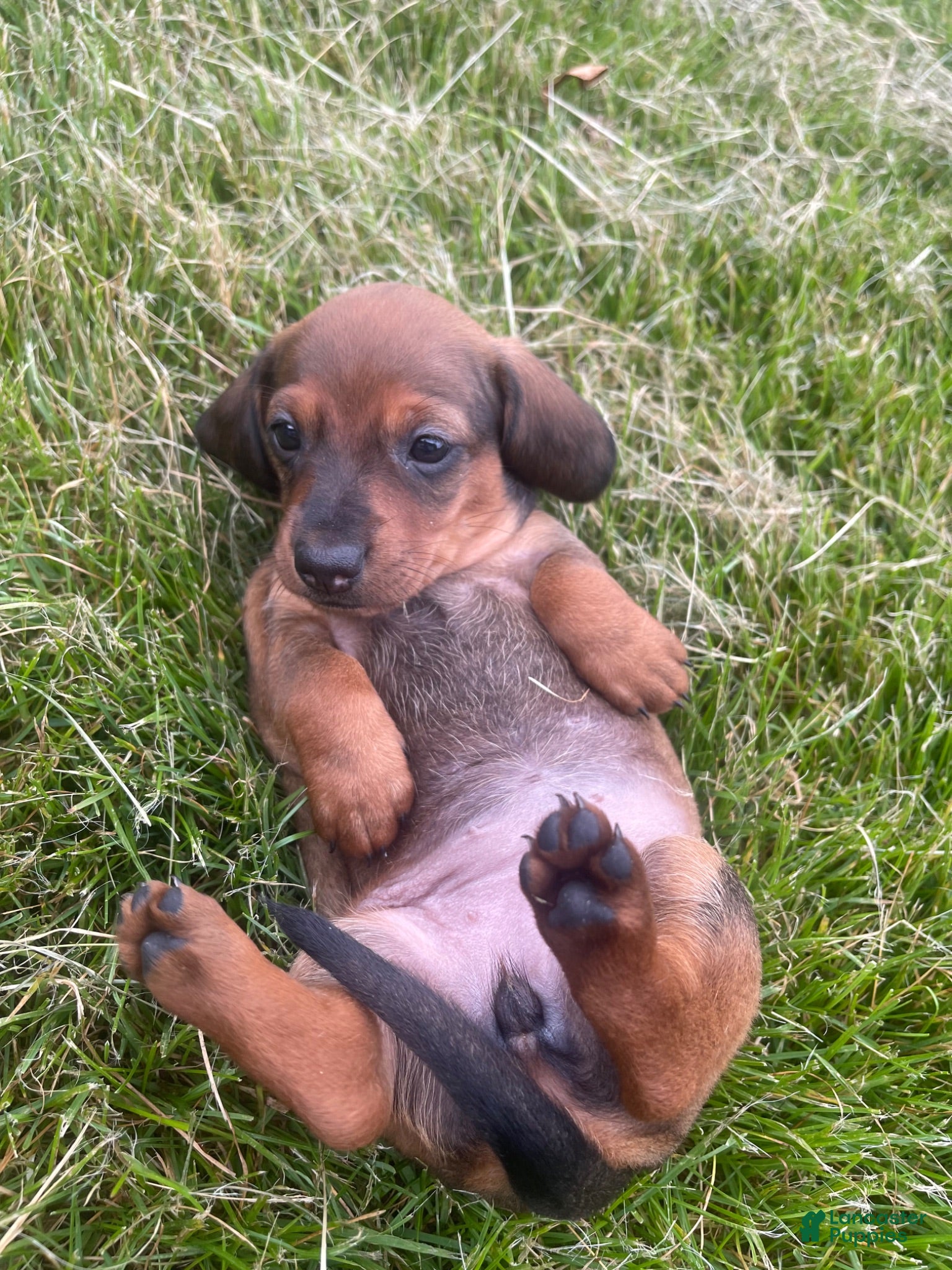 Miniature Dachshund dogs for sale: Hazelnut  - Ad 2